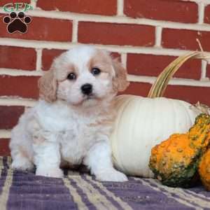 Archer, Cavachon Puppy